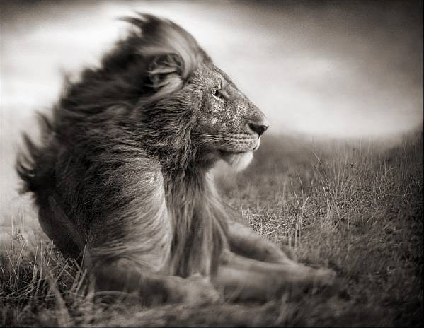 Lion Before Storm